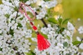 Traditional Bulgarian Martenica Royalty Free Stock Photo