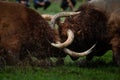 A traditional Bull Fight during the popular party of Father is Day, Povoa de Lanhoso.