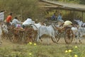 Traditional Bullock Cart Race