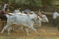 Traditional Bullock Cart Race