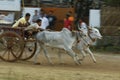 Traditional Bullock Cart Race