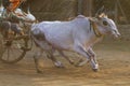 Traditional Bullock Cart Race