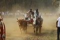 Traditional Bullock Cart Race