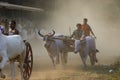 Traditional Bullock Cart Race