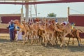 Traditional camel dromadery race Ash-Shahaniyah Qatar Royalty Free Stock Photo