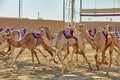 Traditional camel dromadery race Ash-Shahaniyah Qatar