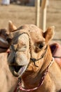 Traditional camel dromadery race Ash-Shahaniyah Qatar