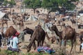 Traditional Camel Fair