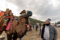 Traditional Camel wrestling Festival in Selcuk, IzmÃÂ¯ÃÂ¿ÃÂ½r, Turkey