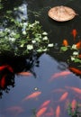 Traditional carp pond in Xiao Likeng in Wuyuan County, Jiangxi Province, China. Royalty Free Stock Photo