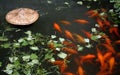 Traditional carp pond in Xiao Likeng in Wuyuan County, Jiangxi Province, China. Royalty Free Stock Photo