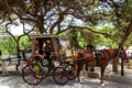 A traditional carriage karozzin is pulled by a horse Royalty Free Stock Photo