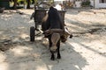 Traditional cart pulled by zebu, Nosi Be, Madagascar