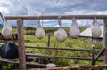 Traditional cheese production in Romania