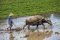 Traditional Chinese framer using an ox to plow a field for planting