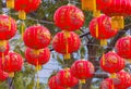 Traditional Chinese lantern hanging on tree in public park Royalty Free Stock Photo