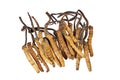 Traditional Chinese Medicine - Cordyceps sinensis