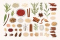 Traditional Chinese Medicine Herbs set vector isolated vector style illustration