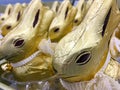 Traditional chocolate Easter bunnies on a store shelf