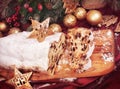 Traditional christmas cake, stollen cake