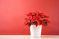 Traditional Christmas flowers poinsettia growing in pot on wooden table against red background Royalty Free Stock Photo