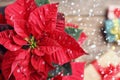 Traditional Christmas poinsettia flower on table, top view. Snowfall effect