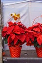 Traditional Christmas poinsettias on sale at typical Christmas market