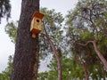 Traditional classic wooden nesting box on a tree