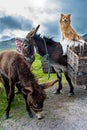 Traditional clothed Man in Ireland with two Donkeys and a Dog