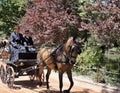 Traditional Sunday carriage ride in the park