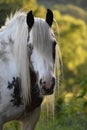 Traditional Cob Mare Royalty Free Stock Photo