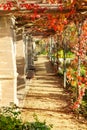 Traditional corner house covered in ivy Royalty Free Stock Photo