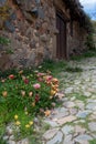 Traditional courtyard of the old  village of Fikardou  with vintage stone houses and flowers on the stoned street Royalty Free Stock Photo