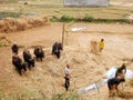 Traditional cultural antique retro vintage milling rice life of napali use cow for milling rice process at countryside rural hill