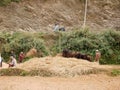 Traditional cultural antique retro vintage milling rice life of napali use cow for milling rice process at countryside rural hill