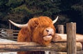 Highland Scottish Cow in a Cattle Corral Royalty Free Stock Photo