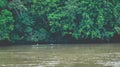 Traditional Dayak fisherman catching fish in upper Mahakam