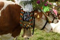 Decorated Alpine Cows, Tirol, Austria Royalty Free Stock Photo