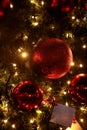 Traditional baubles hangs on twigs tree of pine. Bright red balls on Christmas tree of fir or spruce with string rice lights bulbs Royalty Free Stock Photo