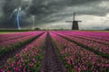 Traditional Dutch Field of Tulips Royalty Free Stock Photo