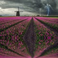 Traditional Dutch Field of Tulips Royalty Free Stock Photo