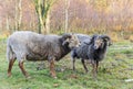 Traditional dutch Heideschaap sheep on the moors of Borger Royalty Free Stock Photo