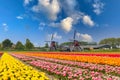 Traditional Dutch landscape with colorful blooming tulips and two windmills Royalty Free Stock Photo