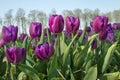 Traditional Dutch tulip field Royalty Free Stock Photo