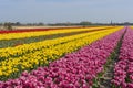 Traditional Dutch tulip field with rows of pink, red and yellow flowers and church towers in the