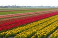 Traditional Dutch tulip field with rows of red and yellow flowers and church towers in the Royalty Free Stock Photo