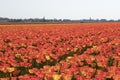 Traditional Dutch tulip field with rows of red and yellow flowers and church towers in the