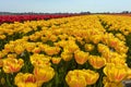 Traditional Dutch tulip field