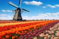 Traditional dutch windmill and colorful stripes of tulips field, Holland. Generative AI Royalty Free Stock Photo