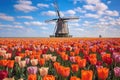 Traditional dutch windmill and colorful stripes of tulips field, Holland. Generative AI Royalty Free Stock Photo